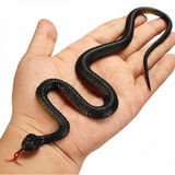 Malý gumený had